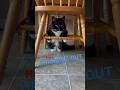 My Tuxedo Cat Finds The Best Bird Watching Spot Cats Tuxedocat Adorableanimals Catsofyoutube