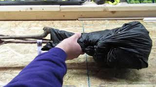 Cummins Nursery Order Unboxing! Green Gage Plum, Harogem Apricot, and Bud-9 Rootstocks.