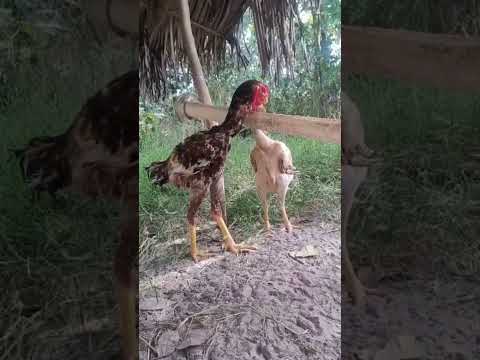 Criatório duas irmãs, Satubinha - MA.