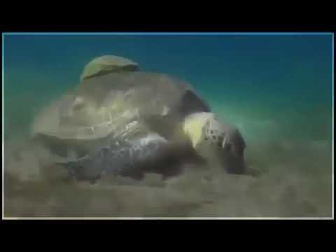Deep Ocean Coral Reef Adventure Documentary HD