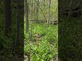 Flowers In The Forest