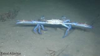 Crab سلطعون البحر