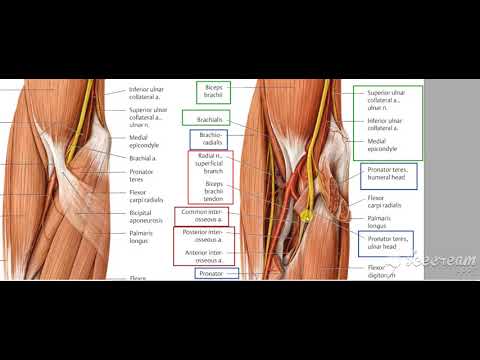 Pronator teres relations 3