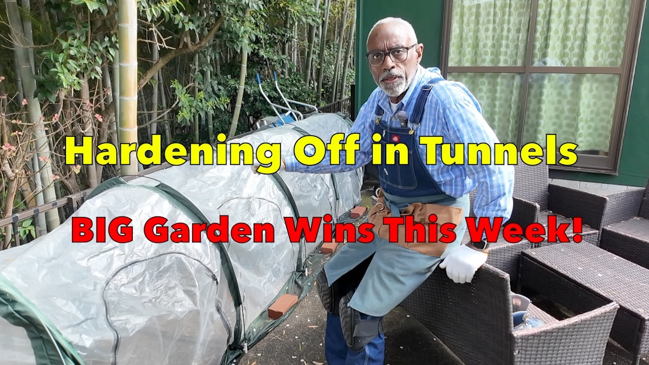 Spring Garden Progress: Tunnels, Pineapples & Anti Rot Strawberry Fix!