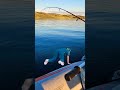 Video Thumbnail for Hooking into a pike feels  like...#shorts #subscribe  #like #fishing #fypシ゚ #comment
