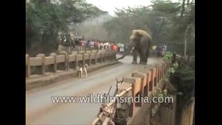 Elephant strays into Indian town, pushes truck off highway!