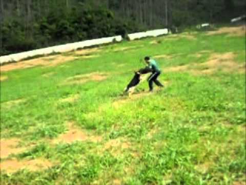 Pastor Alemão Zeus/João Monlevade-MG