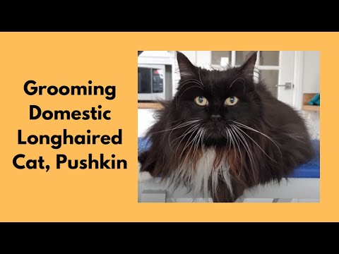 Grooming A Domestic Longhaired Cat