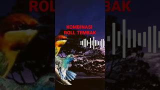 Download lagu masteran kombinasi roll tembak dan cerecetan kasar #shorts mp3 Download lagu masteran kombinasi roll tembak dan cerecetan kasar #shorts mp3