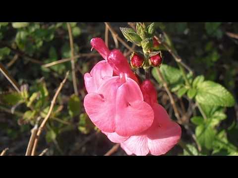 Salvia rosa: Salvia microphylla