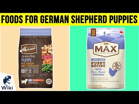 download lagu mp3 mp4 Best Dry Dog Food For German Shepherd Puppies Uk, download lagu Best Dry Dog Food For German Shepherd Puppies Uk gratis, unduh video klip Best Dry Dog Food For German Shepherd Puppies Uk