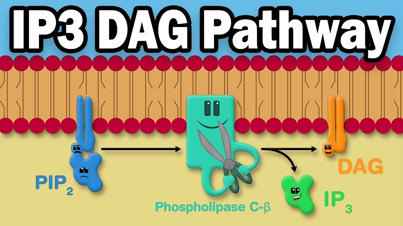 IP3 DAG Calcium Pathway