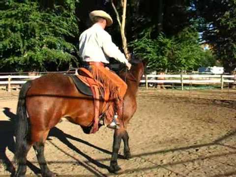 "Duke"  McCollough Peaks BLM Mustang, Evaluation