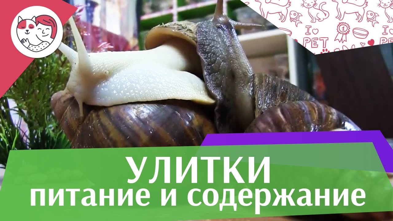 УЛИТКИ метеорологи питание и содержание на iLikePet