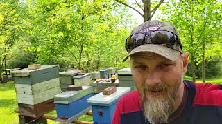 How Much Can One Person Do? Bee Yard Update