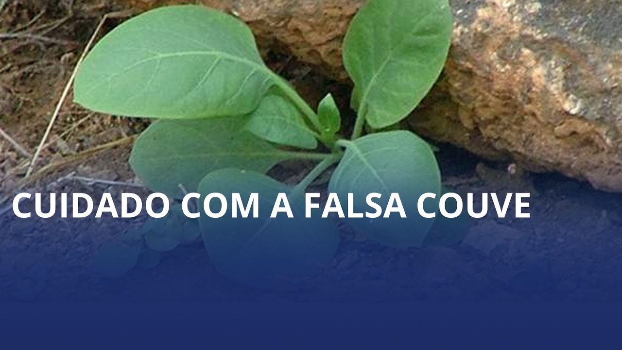 “Falsa couve”. Planta altamente tóxica pode ser confundida com a couve verdadeira