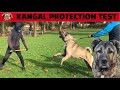 Turkish Shepherd Starts Protection Training #kangal #sivas