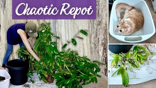 I Repotted My Giant Ctenanthe and Lived to Tell the Tale