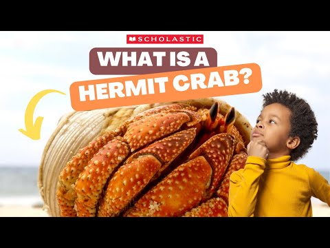 What is a hermit crab and how do they wear shells