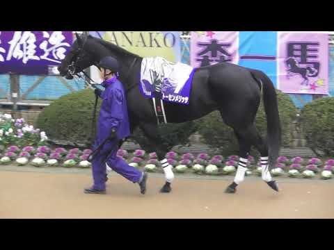 2018 第141回  中山大障害J・GⅠ パドック 現地映像 ニホンピロバロン