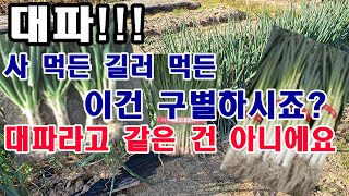 대파!!! 사 먹든, 길러 먹든 이건 구별하시죠? 대파라고 같은 건 아니예요. (대파 품종, 외대파, 조선파…