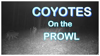 Coyotes on the Prowl - Trail Cam Tuesday - March 4, 2025