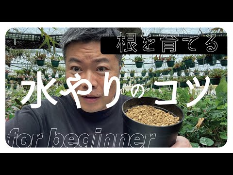 牛乳で水やりできる植物は何ですか?何のために ？より多くのカルシウムを必要とする5つの予想外の屋内種  庭園