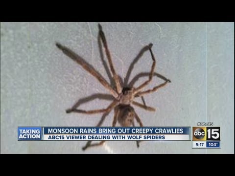 image-What is the biggest spider in Arizona?