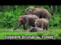 Elephant Sounds In Forest Elephant Trumpeting