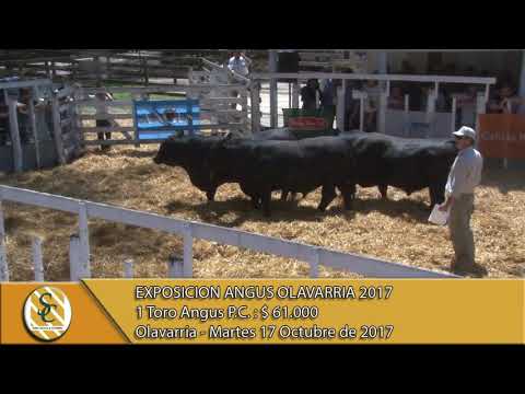 17-10-17 Venta de Toros Angus P.C. - Exposición Angus - Olavarria.