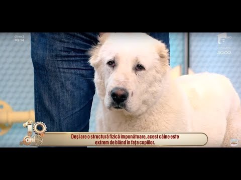 , title : 'Totul despre rasa ciobănesc de Asia Centrală: ”Este un câine de pază, nu de atac”'