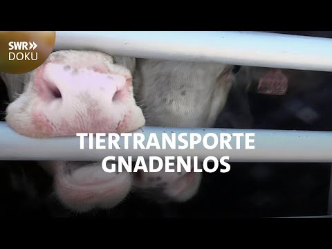 , title : 'Tiertransporte gnadenlos – Viehhandel ohne Grenzen | SWR Doku'