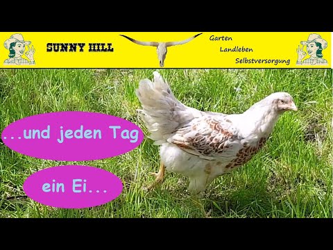 Und jeden Tag ein Ei... Barnevelder Hühner für Selbstversorger