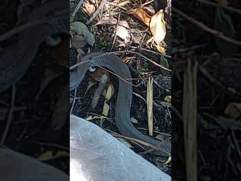 Hoy Explorando, Enseñando, Que Encontre Un Amigo La Vivora, En Colonia San,Parte1, #Shorts.