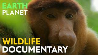 The Forests of the Moon: Magical Mangrove Forests & Coastal Wildlife | Jungle Planet