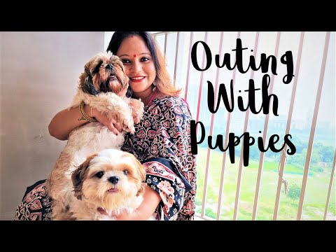 Sudden outing with puppies | NEW shopping for my puppies Video