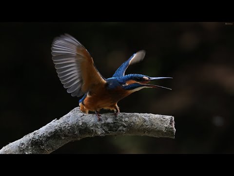 Photographing birds in Croatia