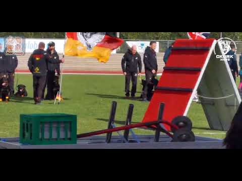 2019 IFR IGP WORLG CUP OPENING CEREMONY Odense Danmark/ 2019年 罗威纳犬工作赛世界杯 入场式片段  丹麦 欧登塞