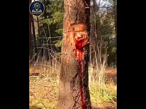 The 5 Strangest Trees on Earth... Number 1 Doesn't Even Look Real!