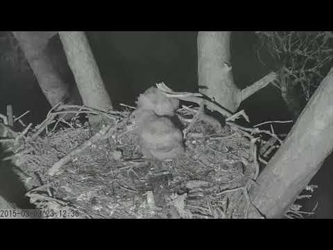 Youngest Savannah Great Horned Owl Attempts to Swallow Rat  March 3, 2015