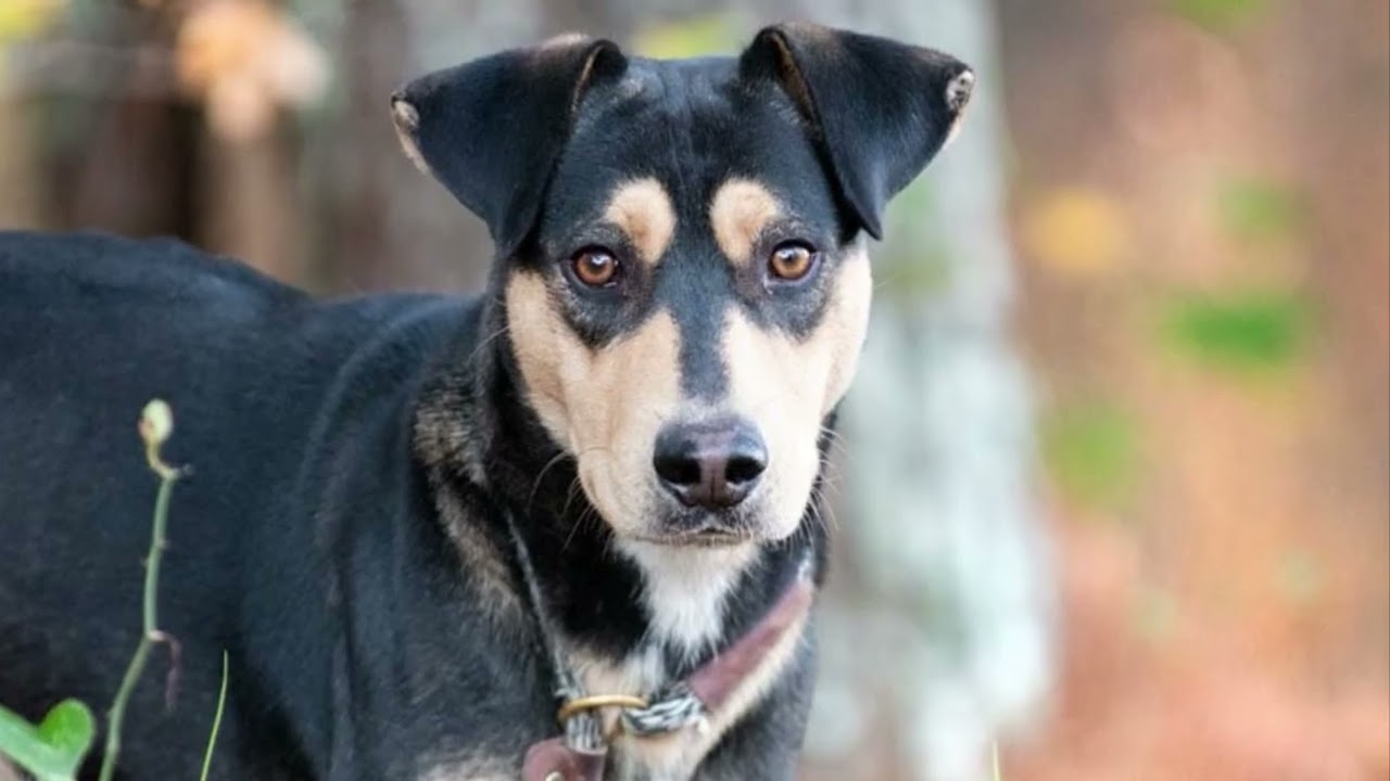 Enlarge Duke #21212, a ADOPTABLE mixed breed in Monroe, GA video 2/5