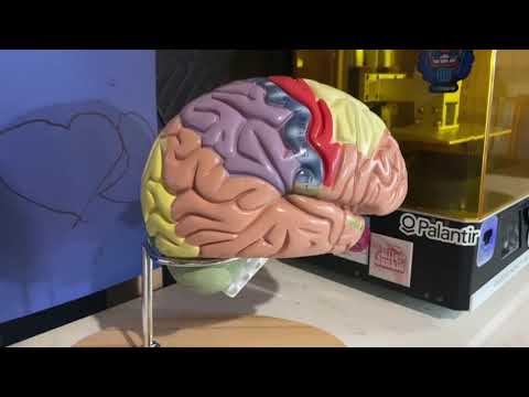 BEAMNOVA Human Brain Model for Neuroscience Teaching with Labels 2 Times Life Size Anatomy Model for Learning Science Classroom Study Display Medical Model