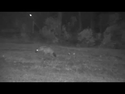 Djuma: Lone Hyena comes out of drainage line and runs by the pan towards lodge - 21:42- 11/12/19