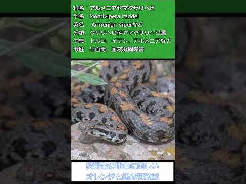 シュレーゲルクサリヘビ - 定義