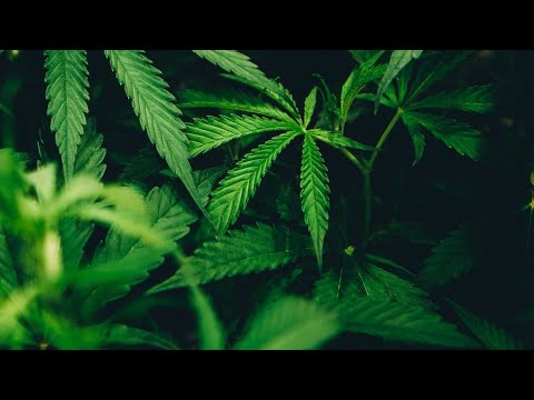 LUPAD | Kiron Ft. Kimboy Prod. By Artz Beats