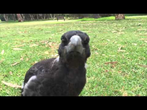 Carine Glades Magpie