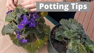When, Why, How to Repot African Violets