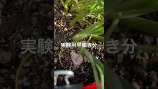 玉ねぎ栽培・玉ねぎ苗