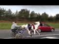 Surrealista carrera ilegal de caballos en Irlanda