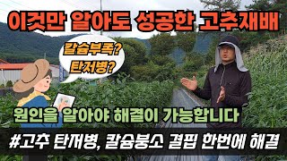 고추 탄저병 증상 예방법 칼슘 부족 현상 끝썩음 해결방법 고추담배나방약